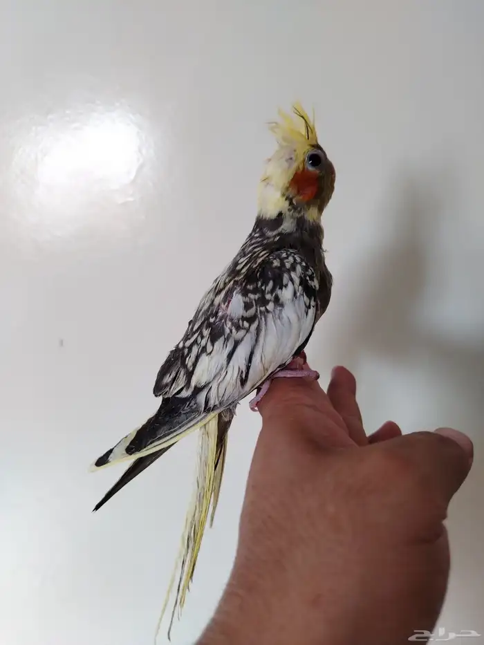 فرخ كروان غر نهاية فطام 0