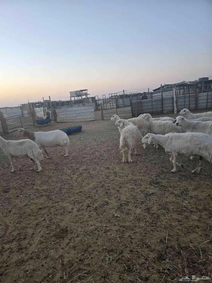 غنم حريات 45تحتها 20 6