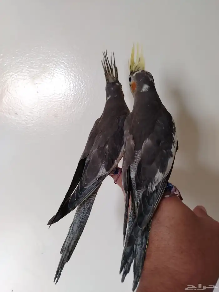 فروخ كروان نهاية غر 3