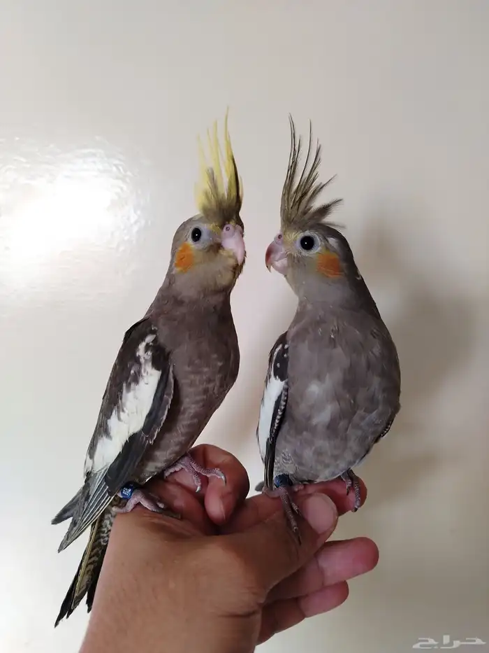 فروخ كروان نهاية غر 0