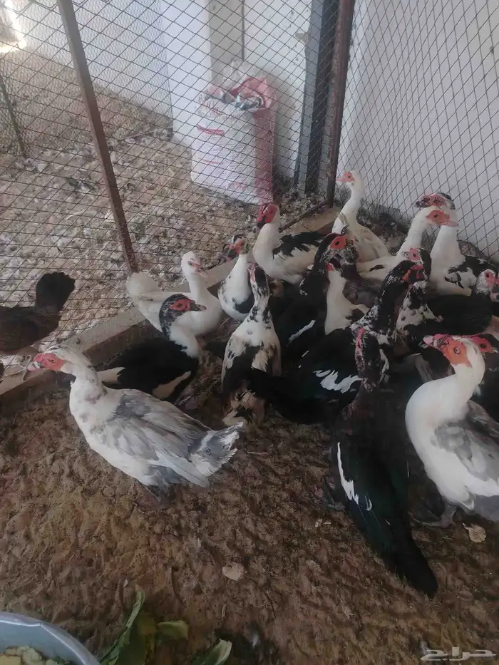 بط مصري منتج 8