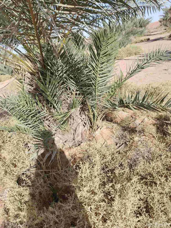 فسايل نخيل للبيع 2