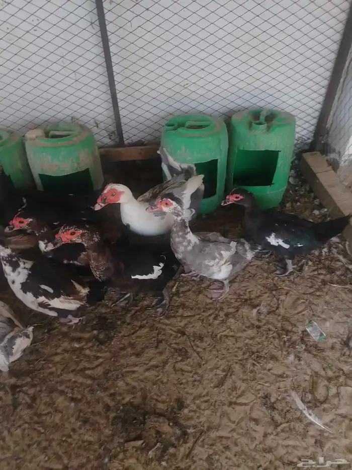 بط مصري منتج 9