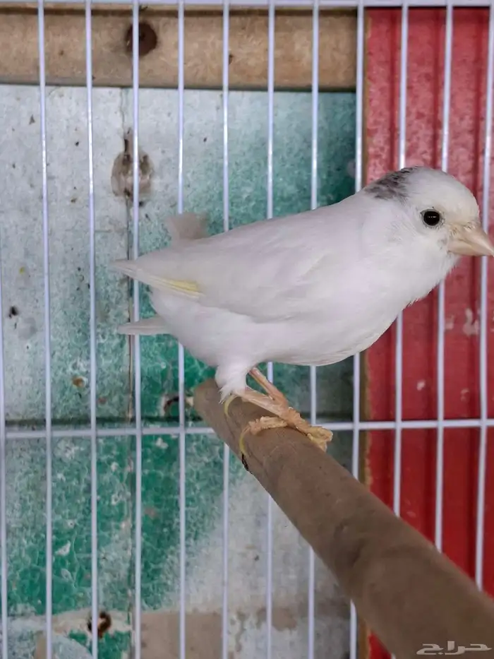 انثى كناري ابيض( تم البيع ) 1