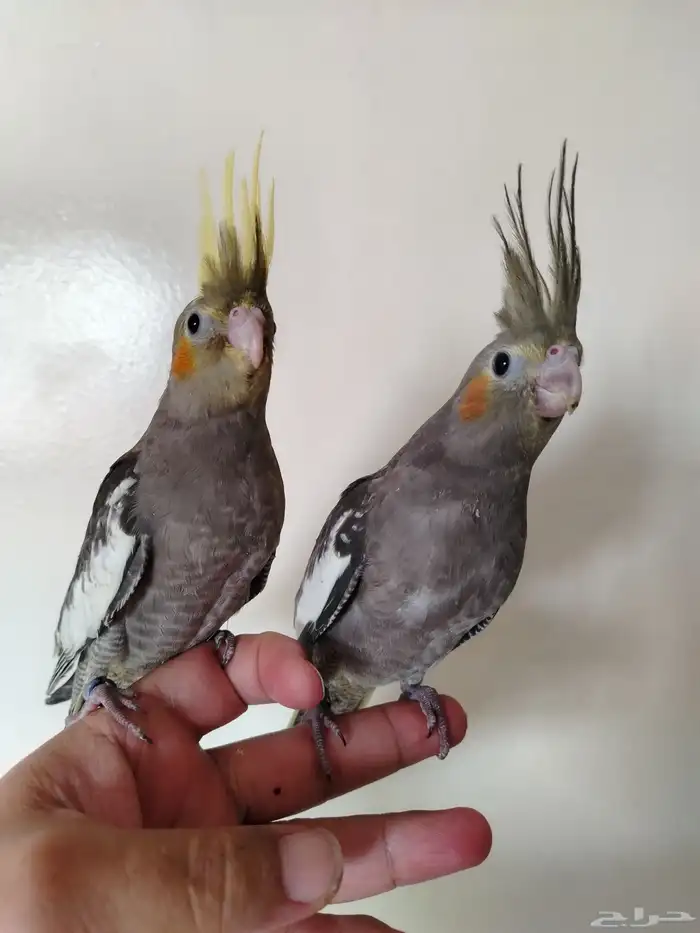 فروخ كروان نهاية غر 1