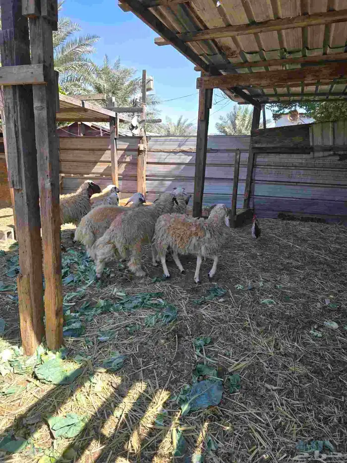 ذبايح نعيمي للبيع 0