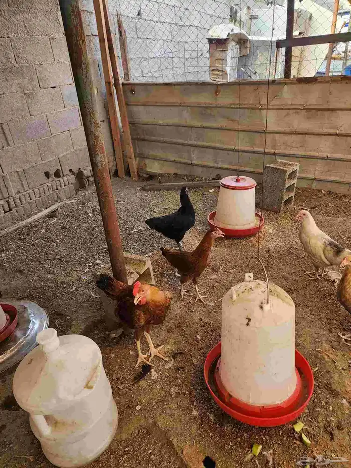 دجاج تركي للبيع اعمارها 5 شهور و6 شهور 1