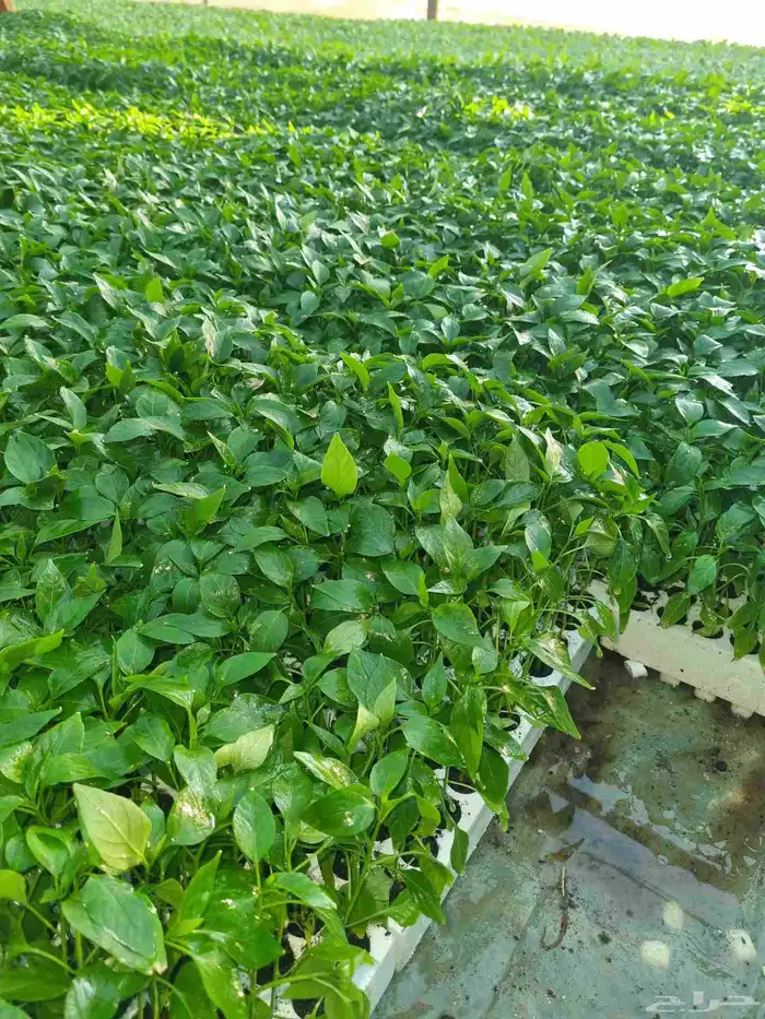 شتلات فلفل هندي شقراء حار أمريكي 0