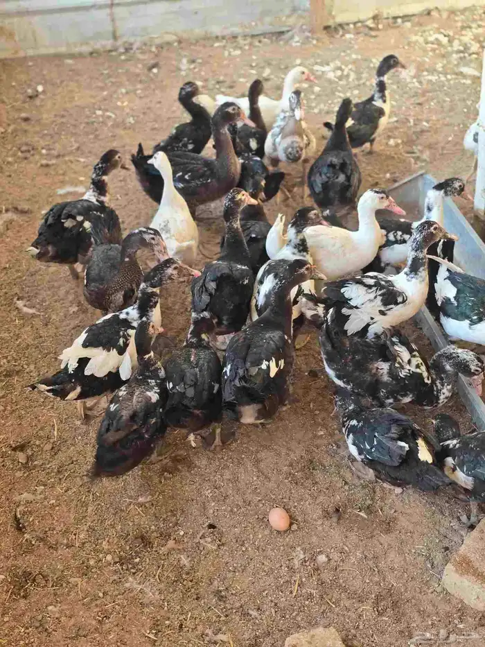 للبيع بح مصري 3