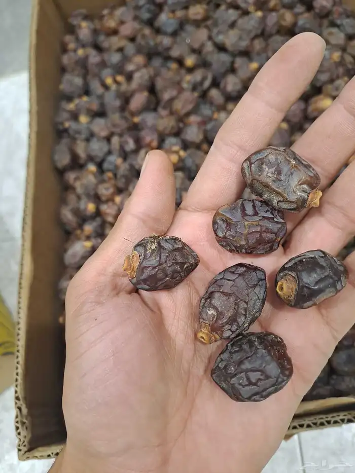 تمر رزيز نثري 3