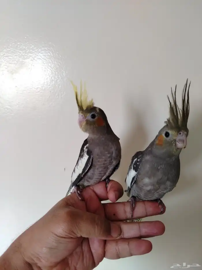 فروخ كروان نهاية غر 4