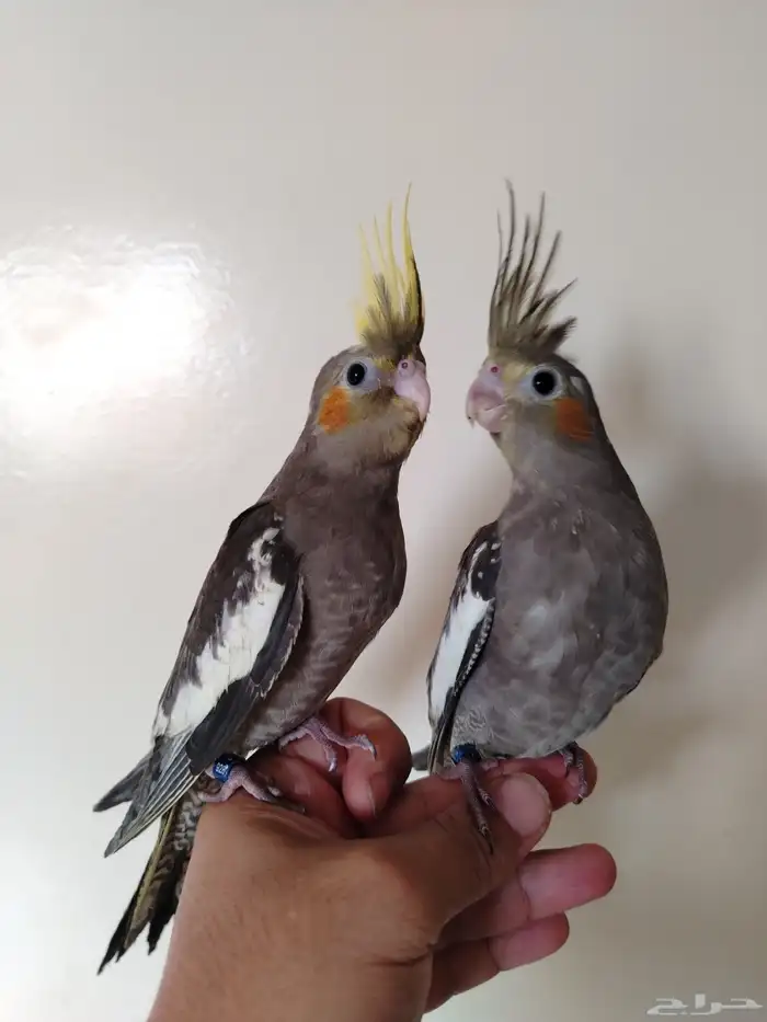 فروخ كروان نهاية غر 5