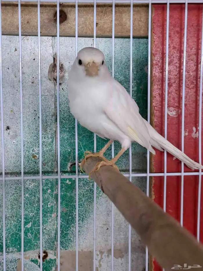 انثى كناري ابيض( تم البيع ) 0