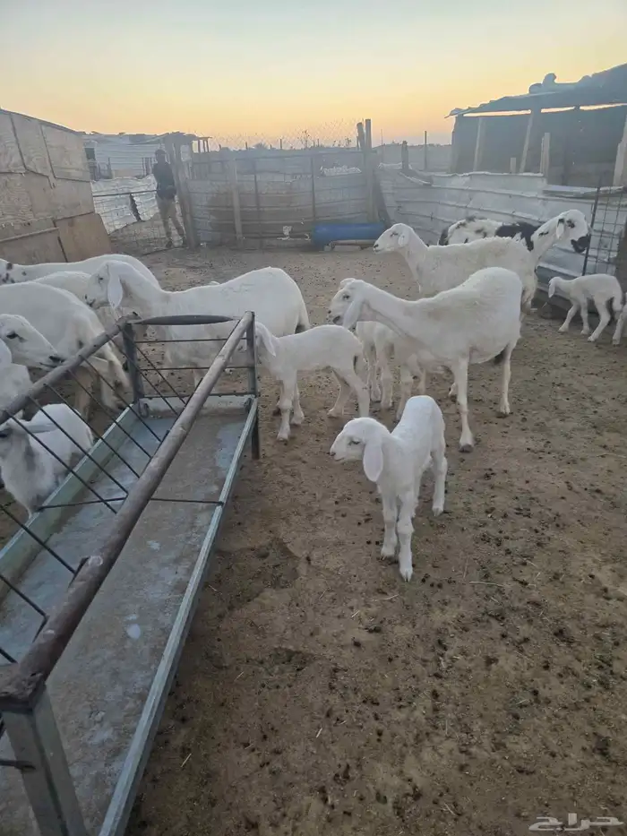 غنم حريات 45تحتها 20 1