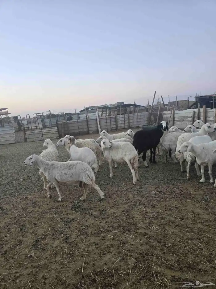 غنم حريات 45تحتها 20 4