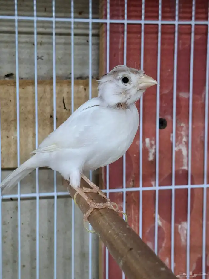 انثى كناري ابيض( تم البيع ) 3