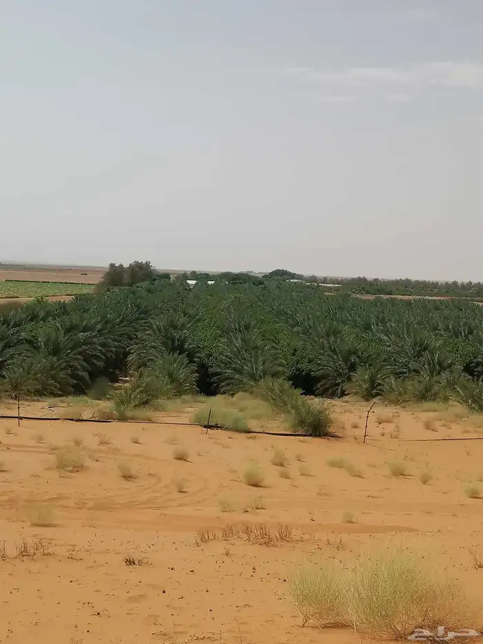 مطلوب مزرعه نخيل إيجار تكون في الزلفي او الغاط والحماده 1