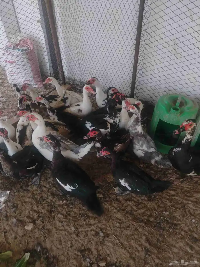 بط مصري منتج 3