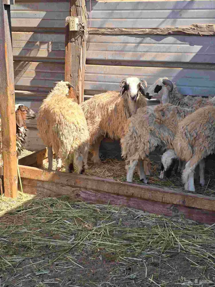 ذبايح نعيمي للبيع 6