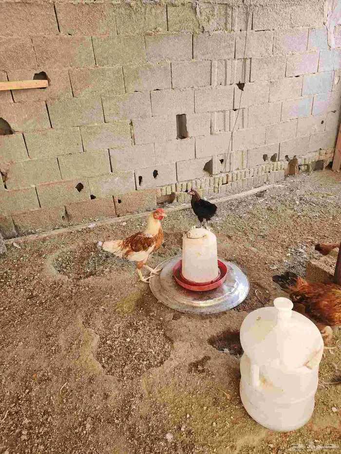 دجاج تركي للبيع اعمارها 5 شهور و6 شهور 4