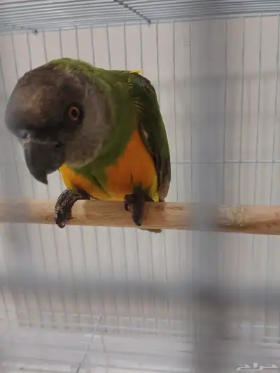 طير سنغالي index