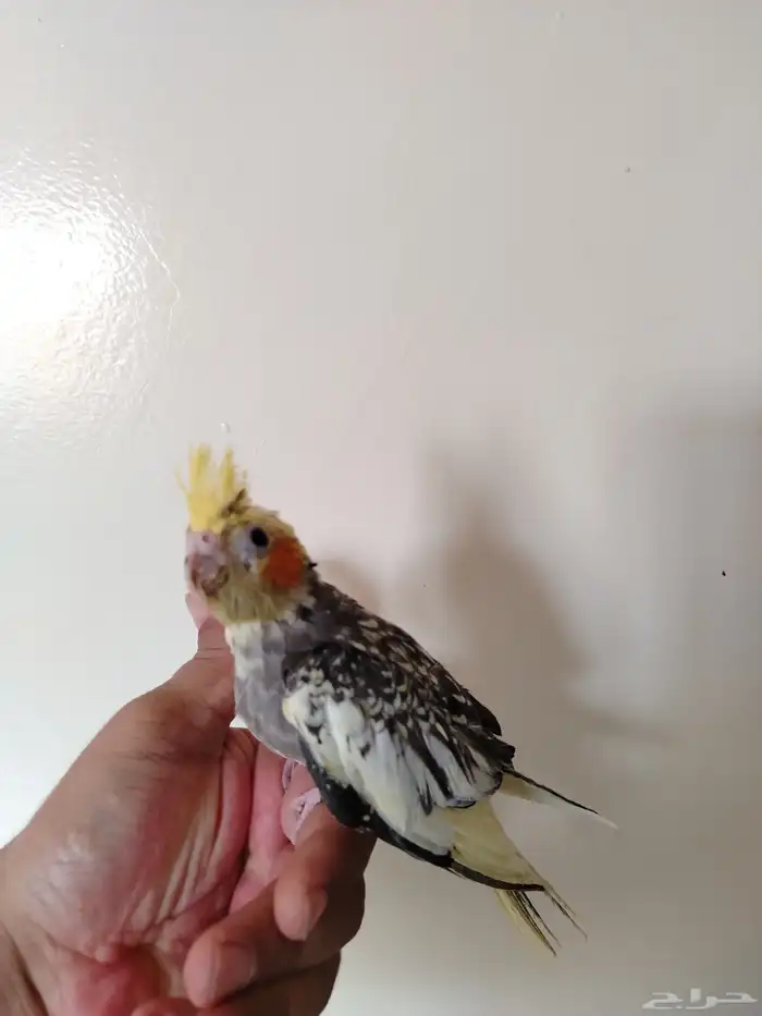 فرخ كروان غر نهاية فطام 2