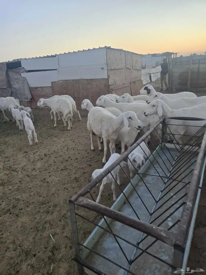 غنم حريات 45تحتها 20 7