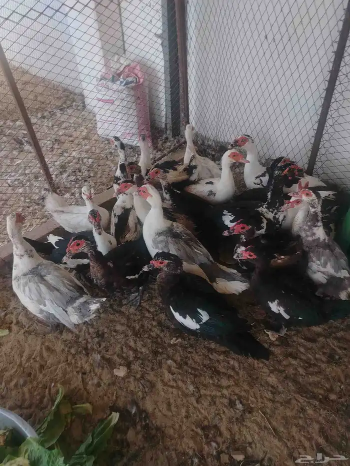 بط مصري منتج 1