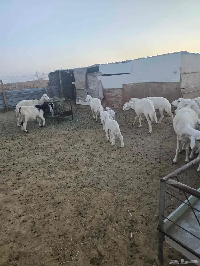 غنم حريات 45تحتها 20 9