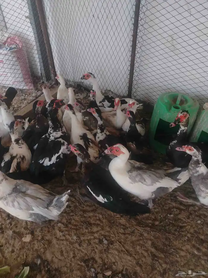 بط مصري منتج 7