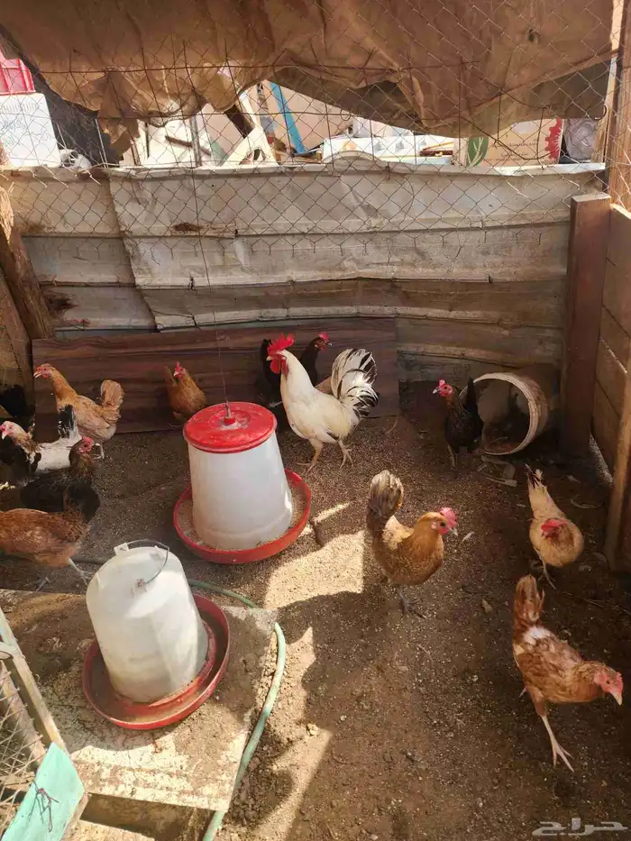 دجاج تركي للبيع اعمارها 5 شهور و6 شهور 7