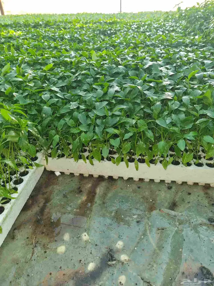 شتلات فلفل هندي شقراء حار أمريكي 1