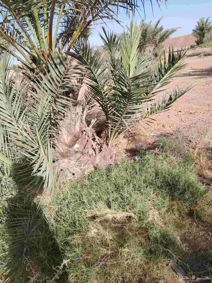 فسايل نخيل للبيع 3
