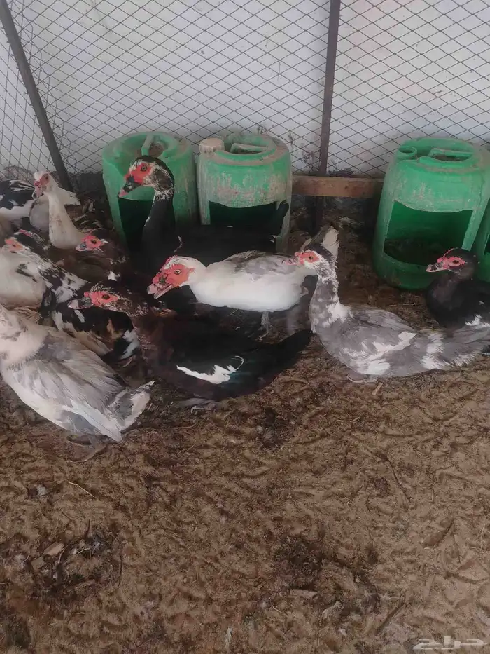 بط مصري منتج 6