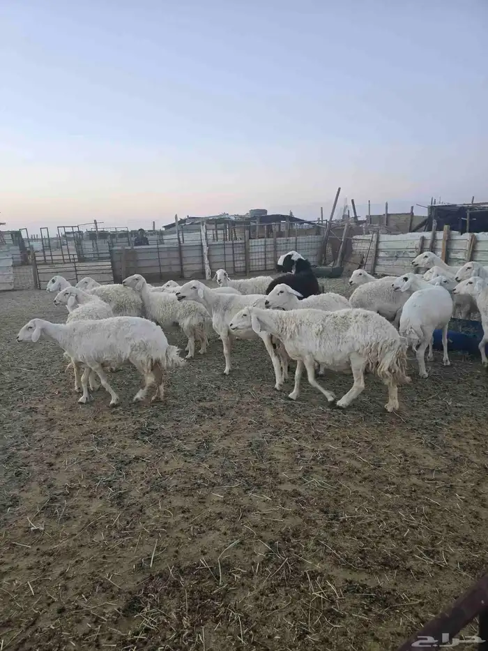 غنم حريات 45تحتها 20 8