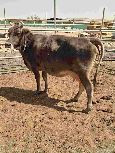 بقرة سوسريه من الفواخر index