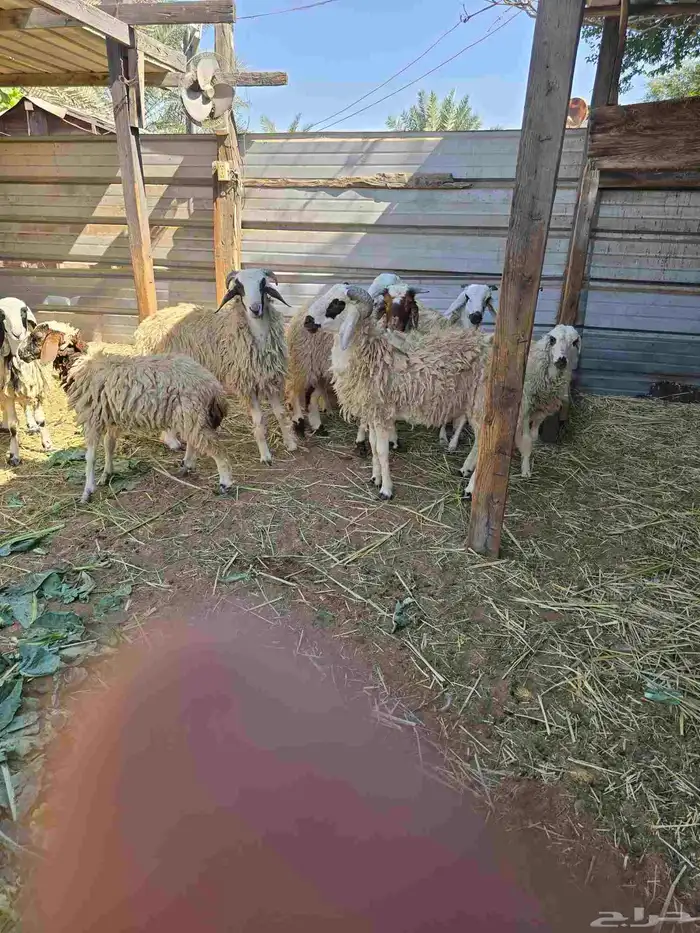 ذبايح نعيمي للبيع 2