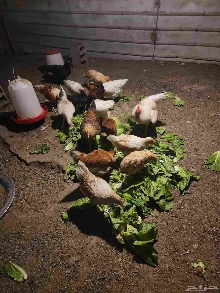 دجاج تركي للبيع اعمارها 5 شهور و6 شهور 5