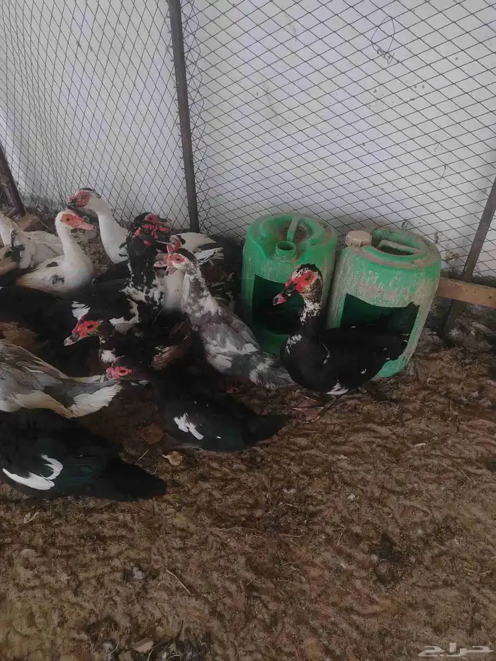 بط مصري منتج 2