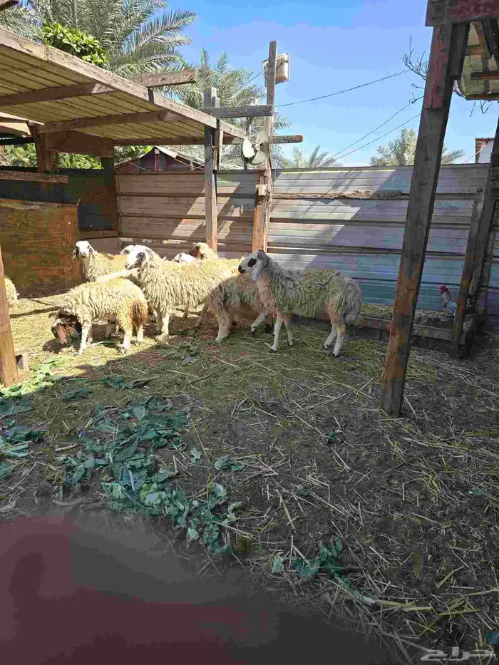 ذبايح نعيمي للبيع 1