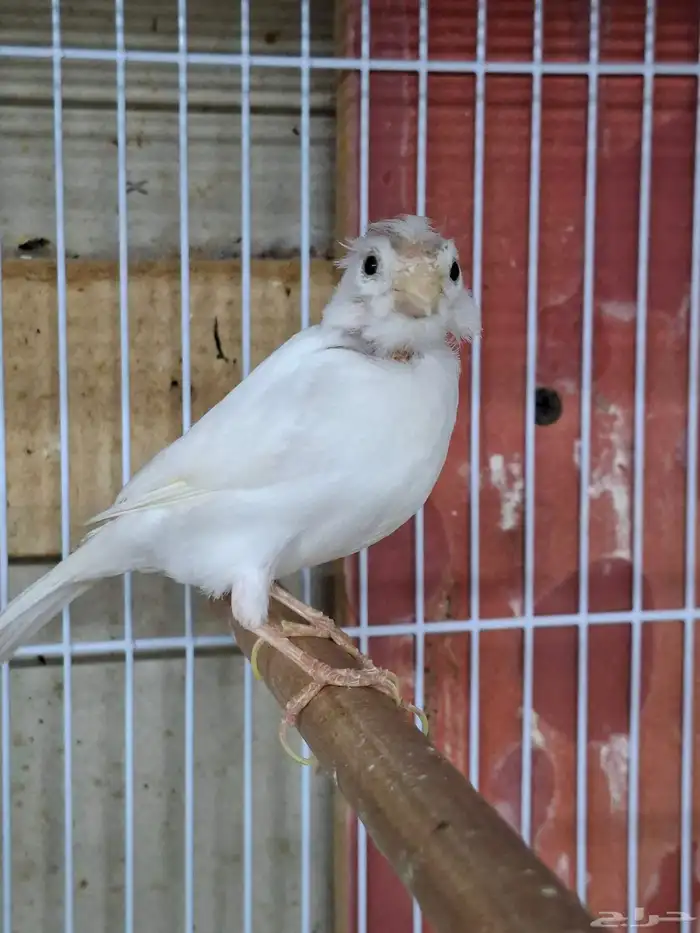 انثى كناري ابيض( تم البيع ) 2