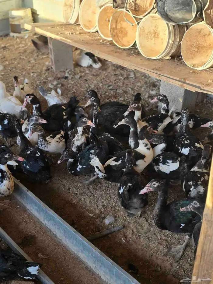 للبيع بح مصري 0