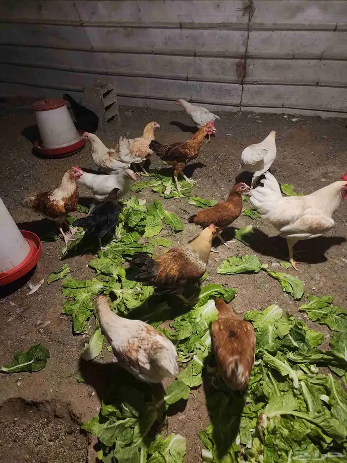 دجاج تركي للبيع اعمارها 5 شهور و6 شهور 6