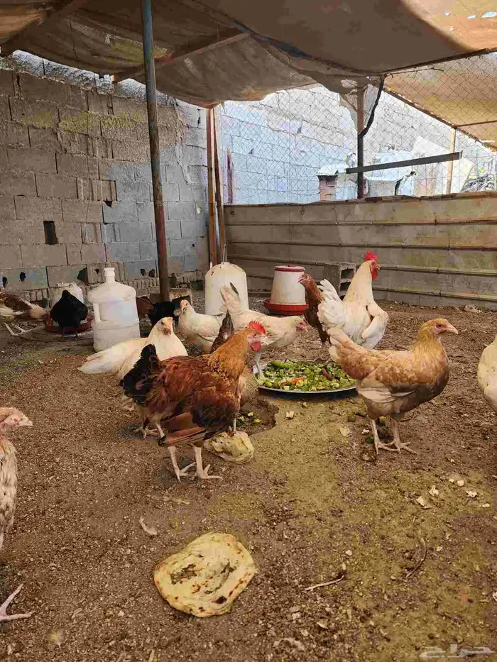 دجاج تركي للبيع اعمارها 5 شهور و6 شهور 3