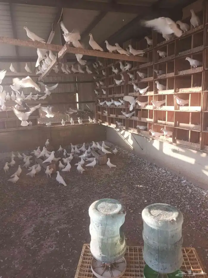 للبيع حمام 0