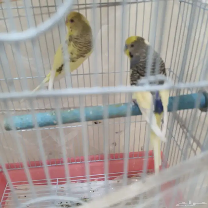 طيور الحب البادجي 0