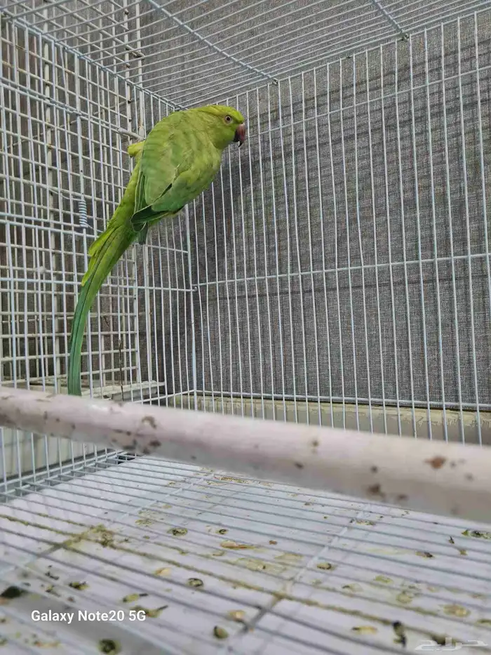 دره الهندي 0