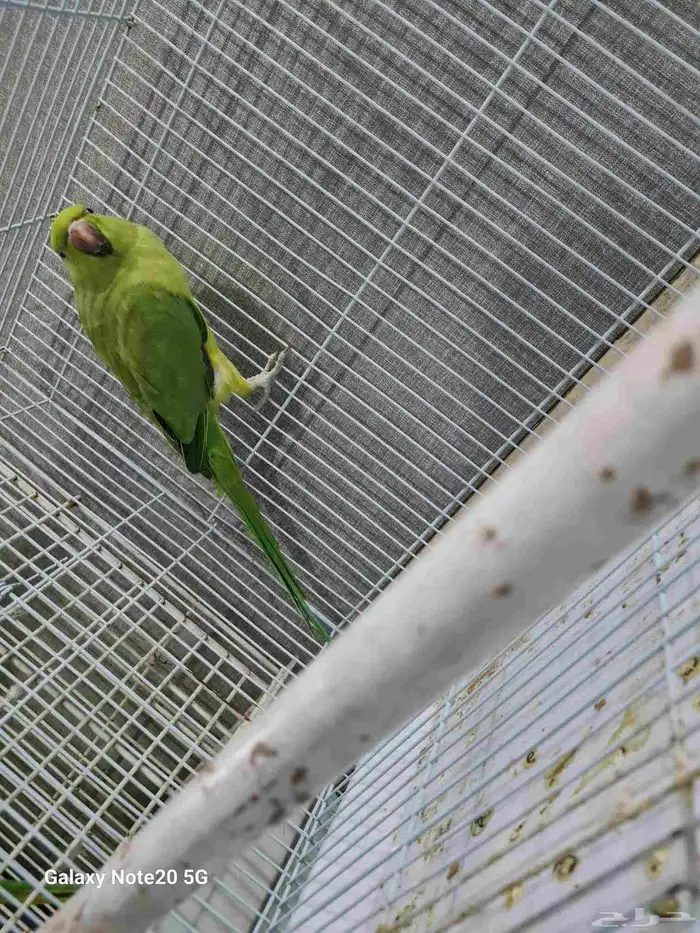 دره الهندي 1