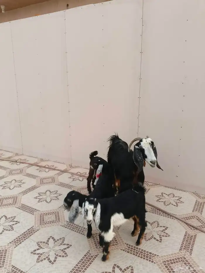 عنز عارضيه خلفه معها ثلاث 1