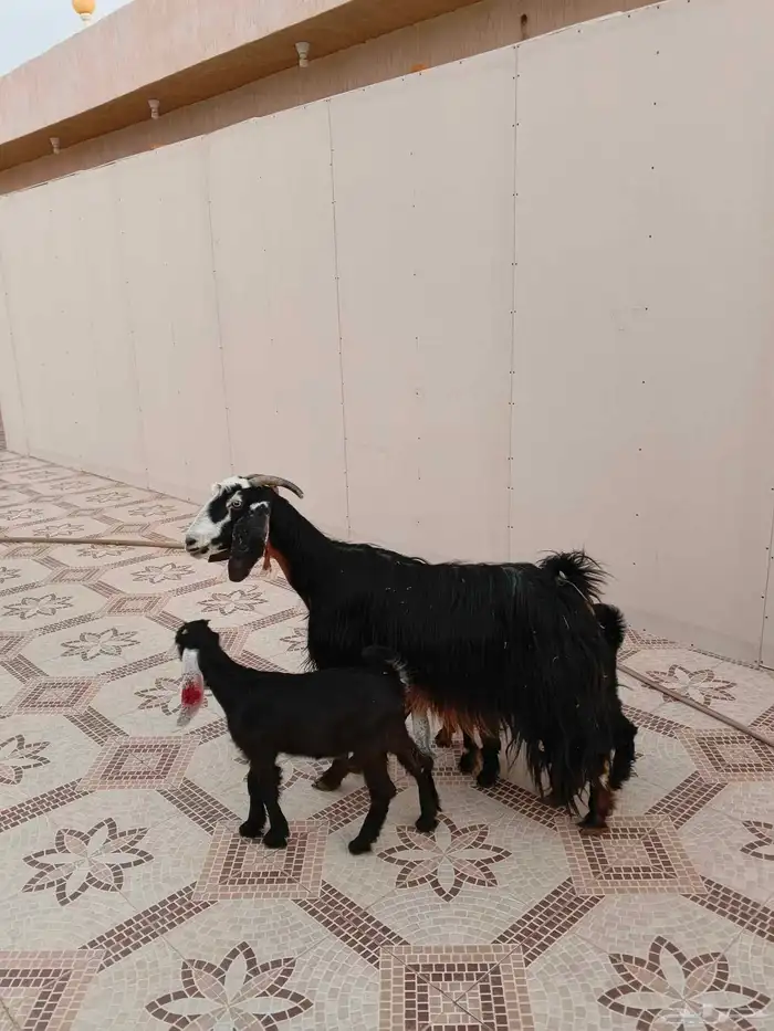 عنز عارضيه خلفه معها ثلاث 4